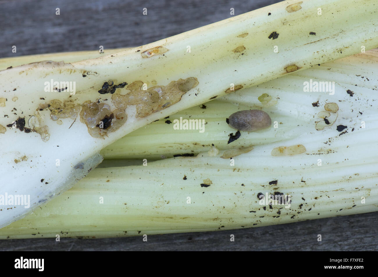 Slug grazing damage to blanched celery sticks, which occurs inside the cover around the stems, Berkshire, England, September Stock Photo