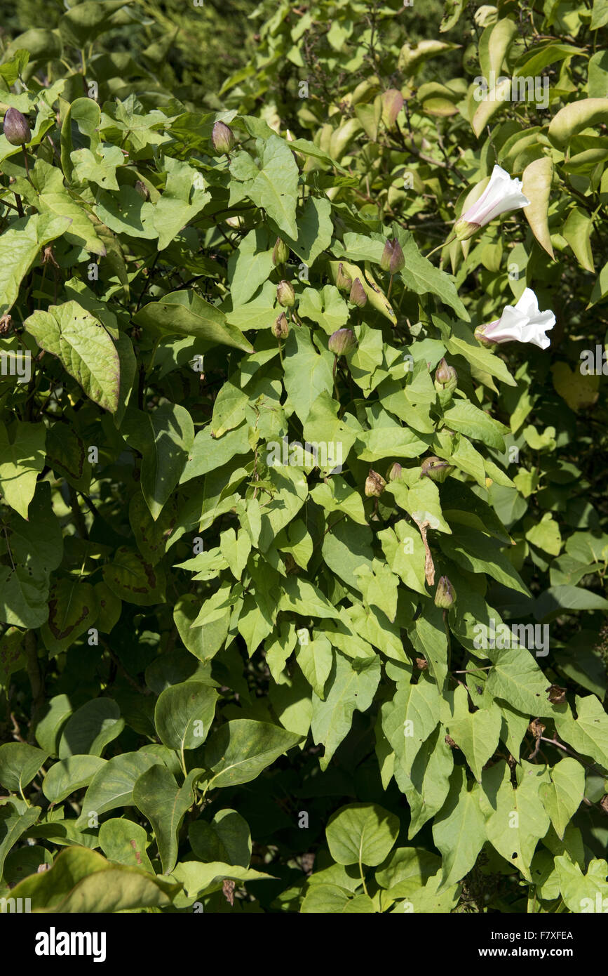 Hedge Bindweed, Calystegia sepium, plant in late season covering lilac tree with flowers and seeding pods, Berkshire, England, September Stock Photo