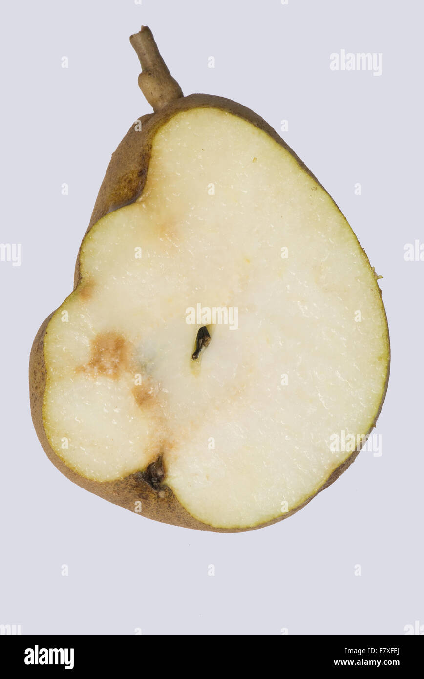 Fruit deformity and internal hard growths on a Doyenne du Comice pear caused by pear stony pit virus, PSPV Stock Photo