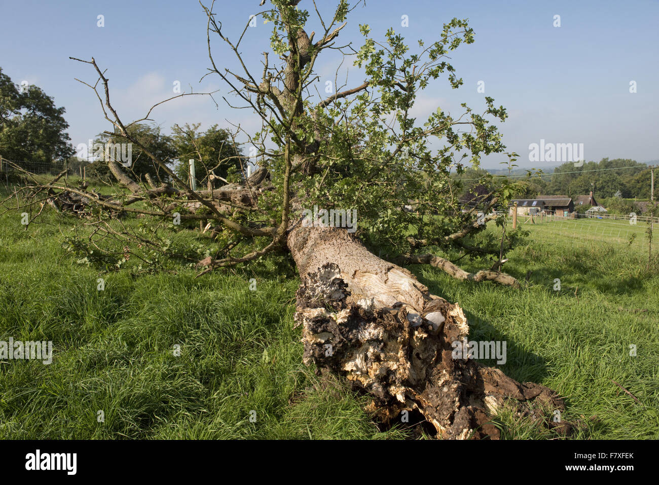 Oak tree uk september hires stock photography and images Alamy