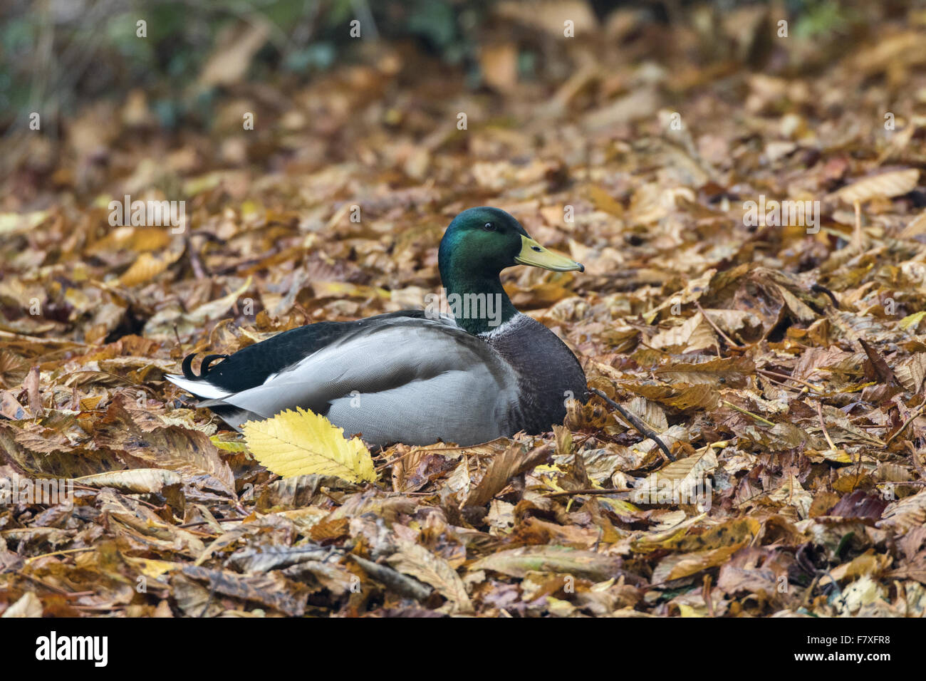 Mallard male on autumn leaves Stock Photo
