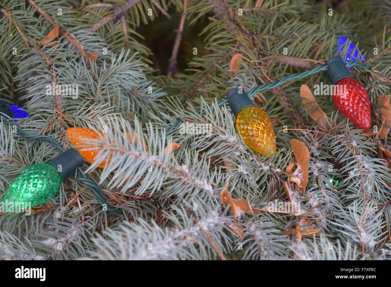 Strand of lights on a pine tree Stock Photo Alamy