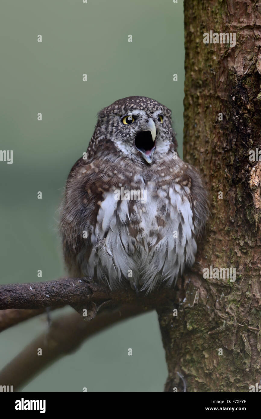 Adult Eurasian Pygmy Owl /  Pygmy Owl / Sperlingskauz ( Glaucidium passerinum ) with its beak wide open. Stock Photo