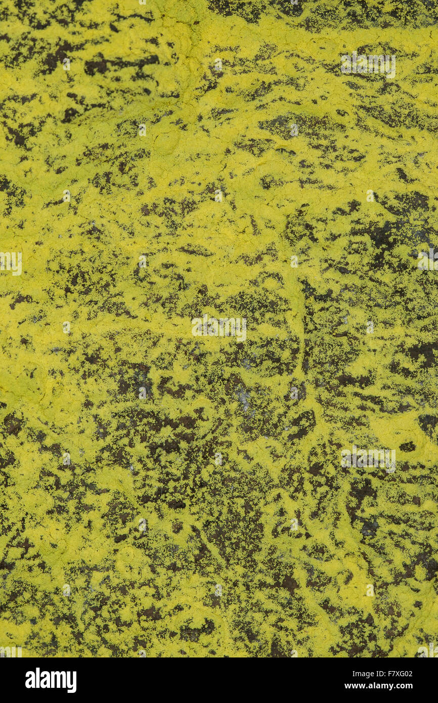Sulfur dust lichen, Schwefelflechte, Schwefel-Flechte, Gelbe Staubflechte, Chrysothrix chlorina, Lepraria chlorina Stock Photo