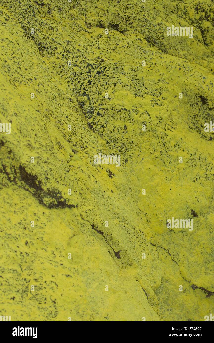 Sulfur dust lichen, Schwefelflechte, Schwefel-Flechte, Gelbe Staubflechte, Chrysothrix chlorina, Lepraria chlorina Stock Photo