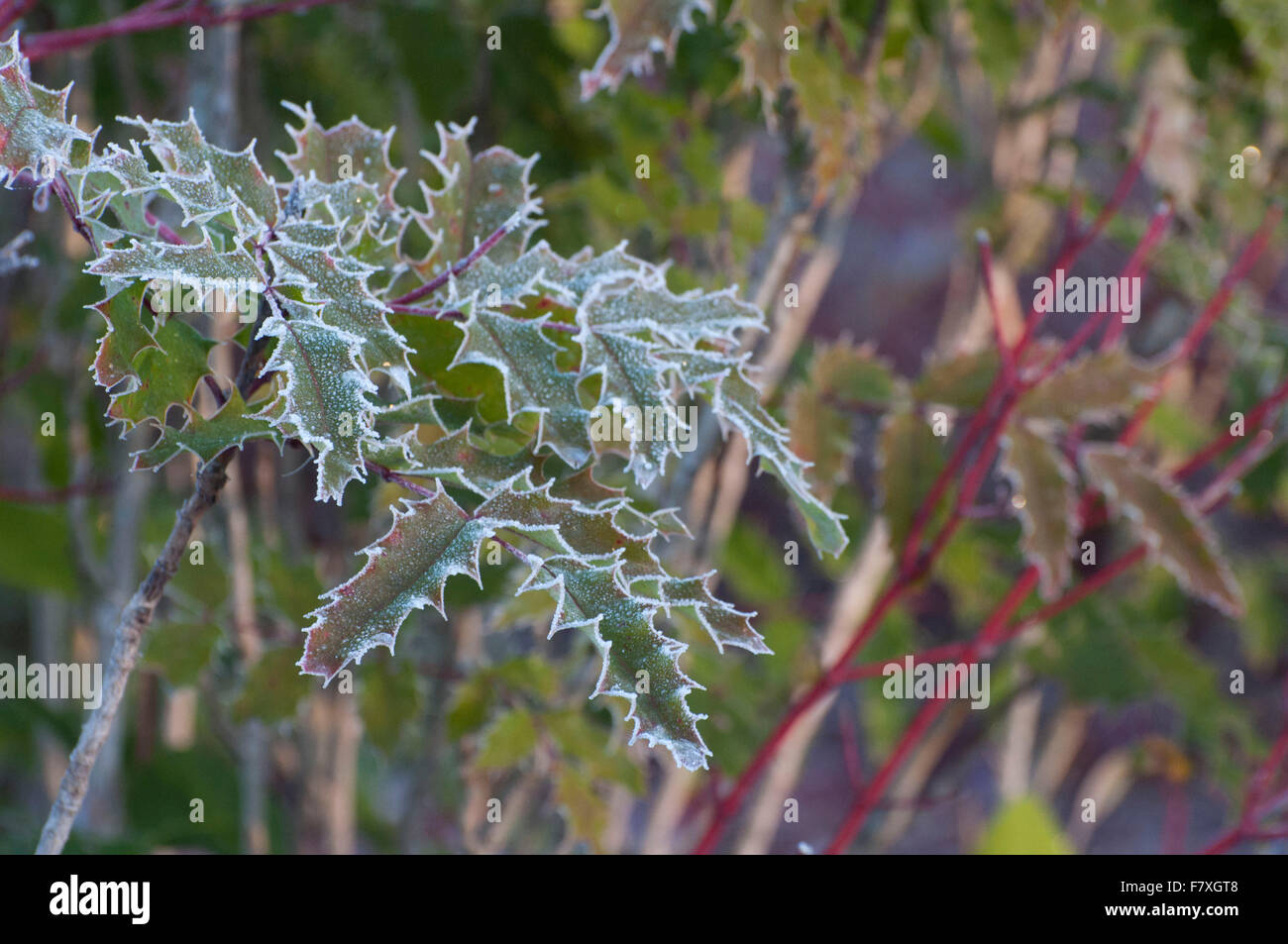 Holly leaves with frost photographed near Shelton, WA, Mason County, USA. Stock Photo