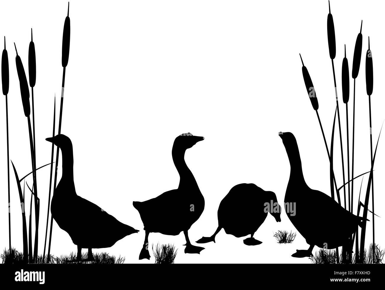 Goose and ducks silhouettes Stock Vector