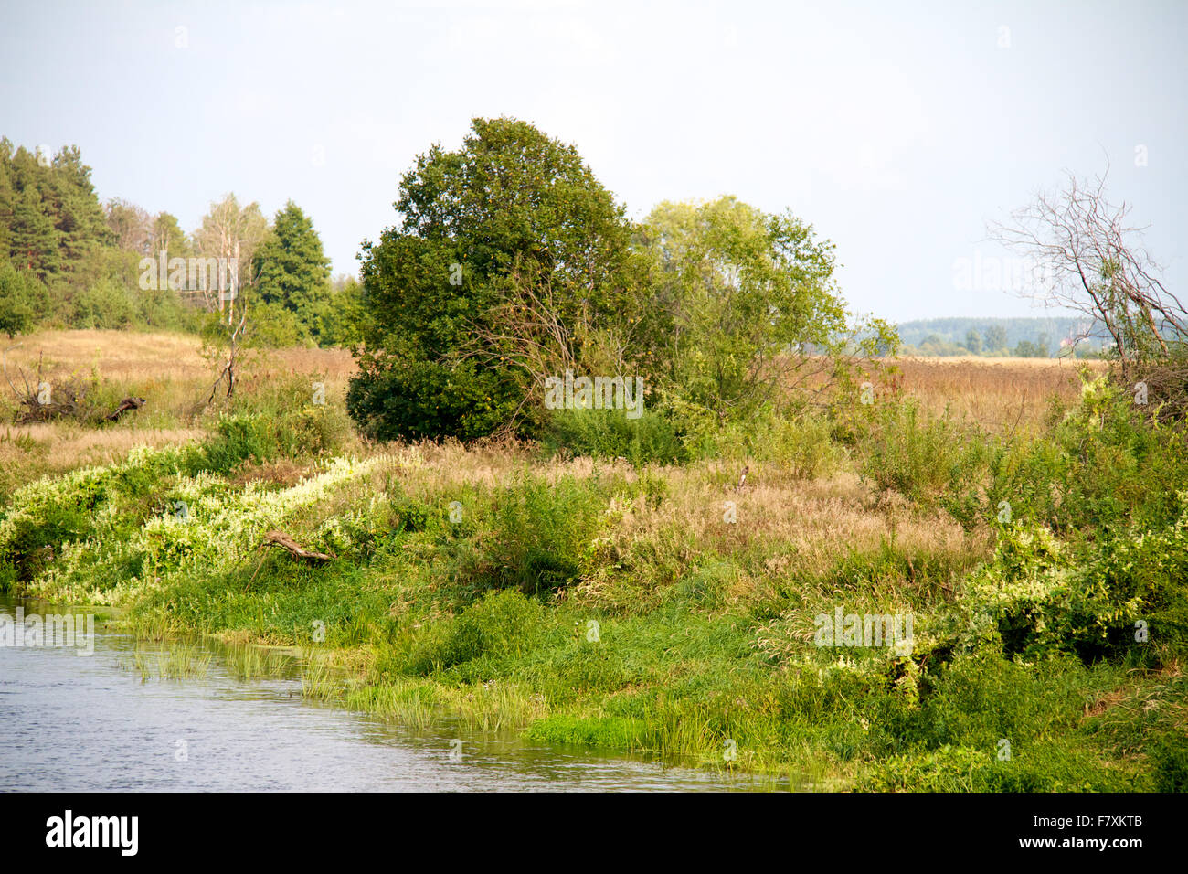 view of the beautiful river and forest Stock Photo - Alamy