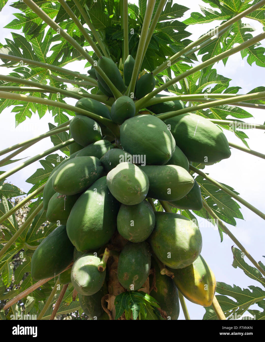 Papaya plants with vitamins. Vegetable garden in Thailand Stock Photo Alamy