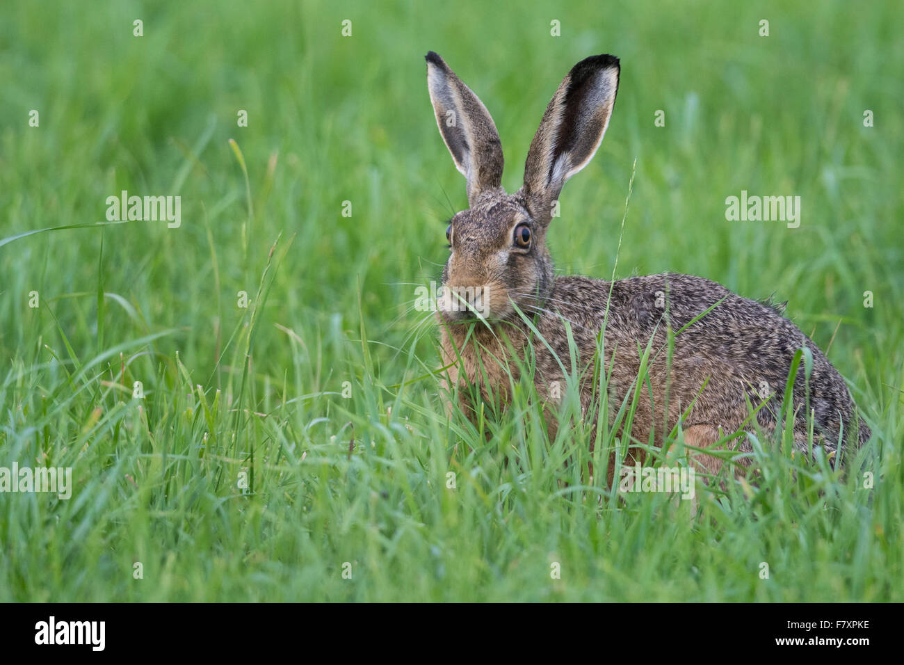 european hare, lepus europaeus Stock Photo