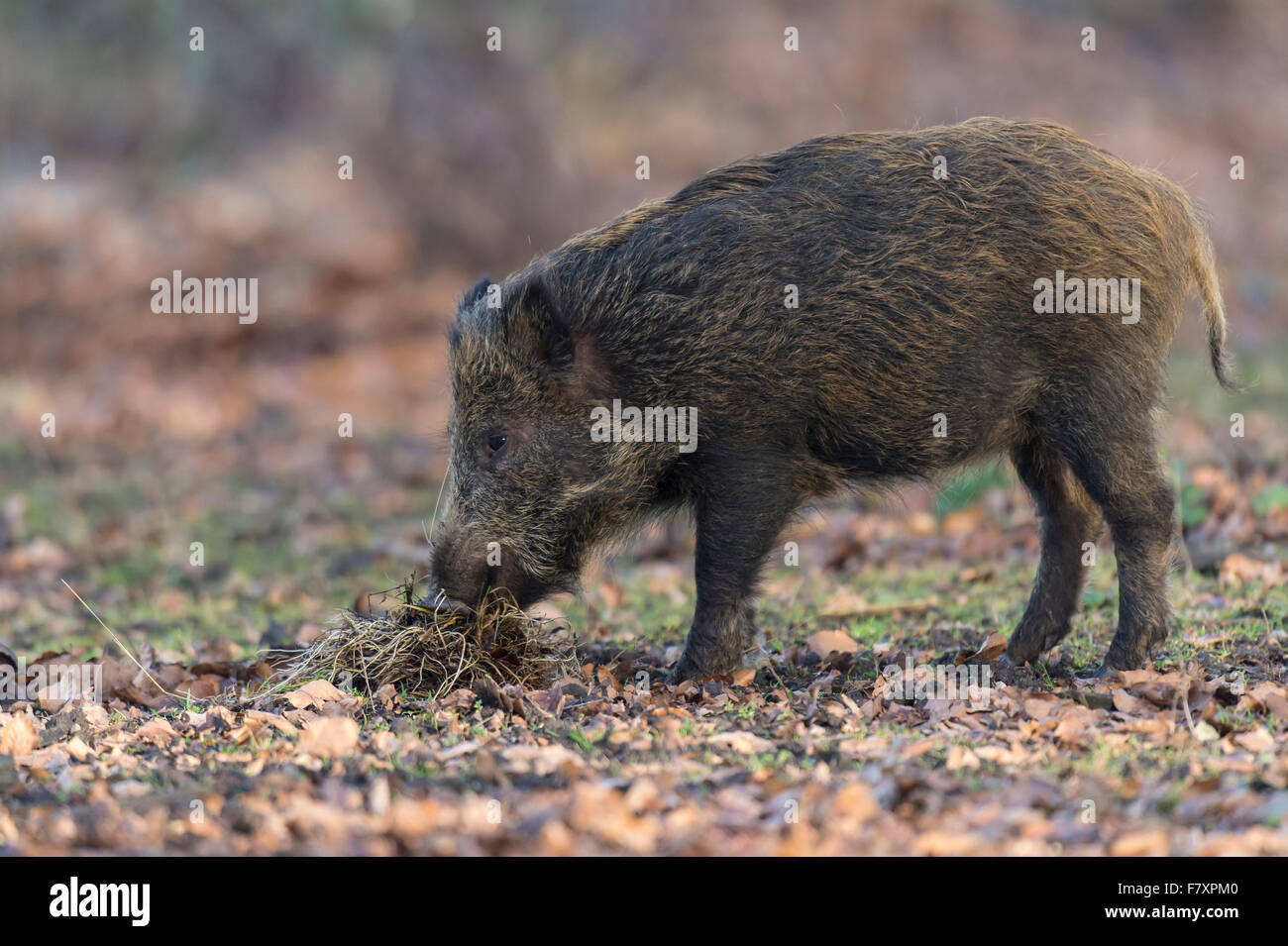 wild boar, sus scrofa, teutoburg forest, lower saxony, germany Stock Photo