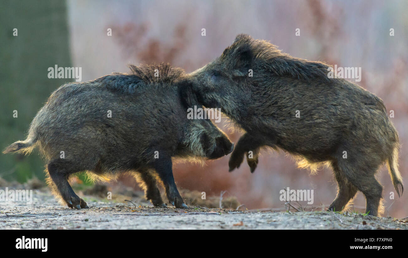 wild boars, sus scrofa, teutoburg forest, lower saxony, germany Stock Photo