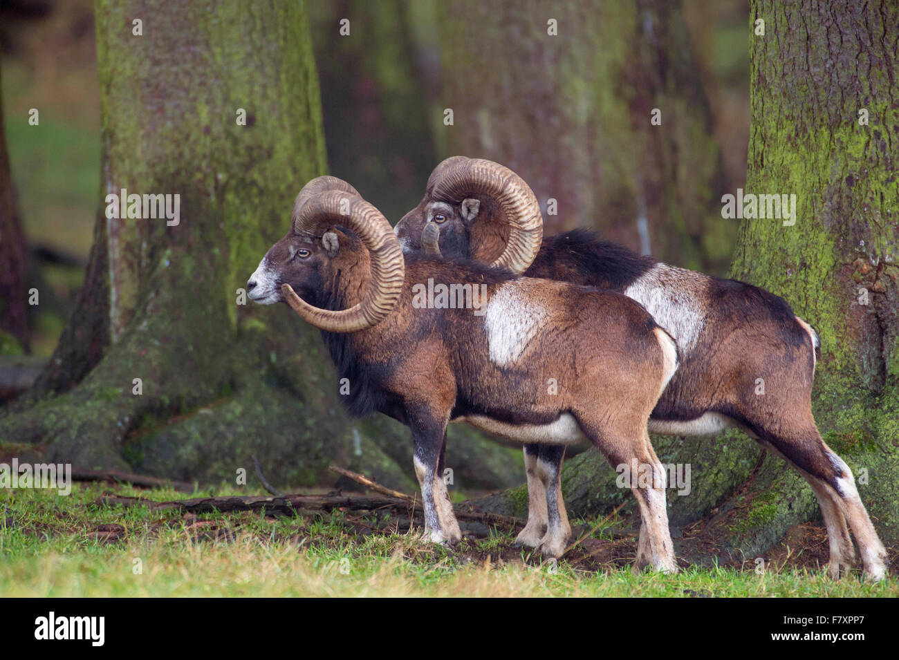 mouflons, ovis orientalis, lower saxony, germany Stock Photo