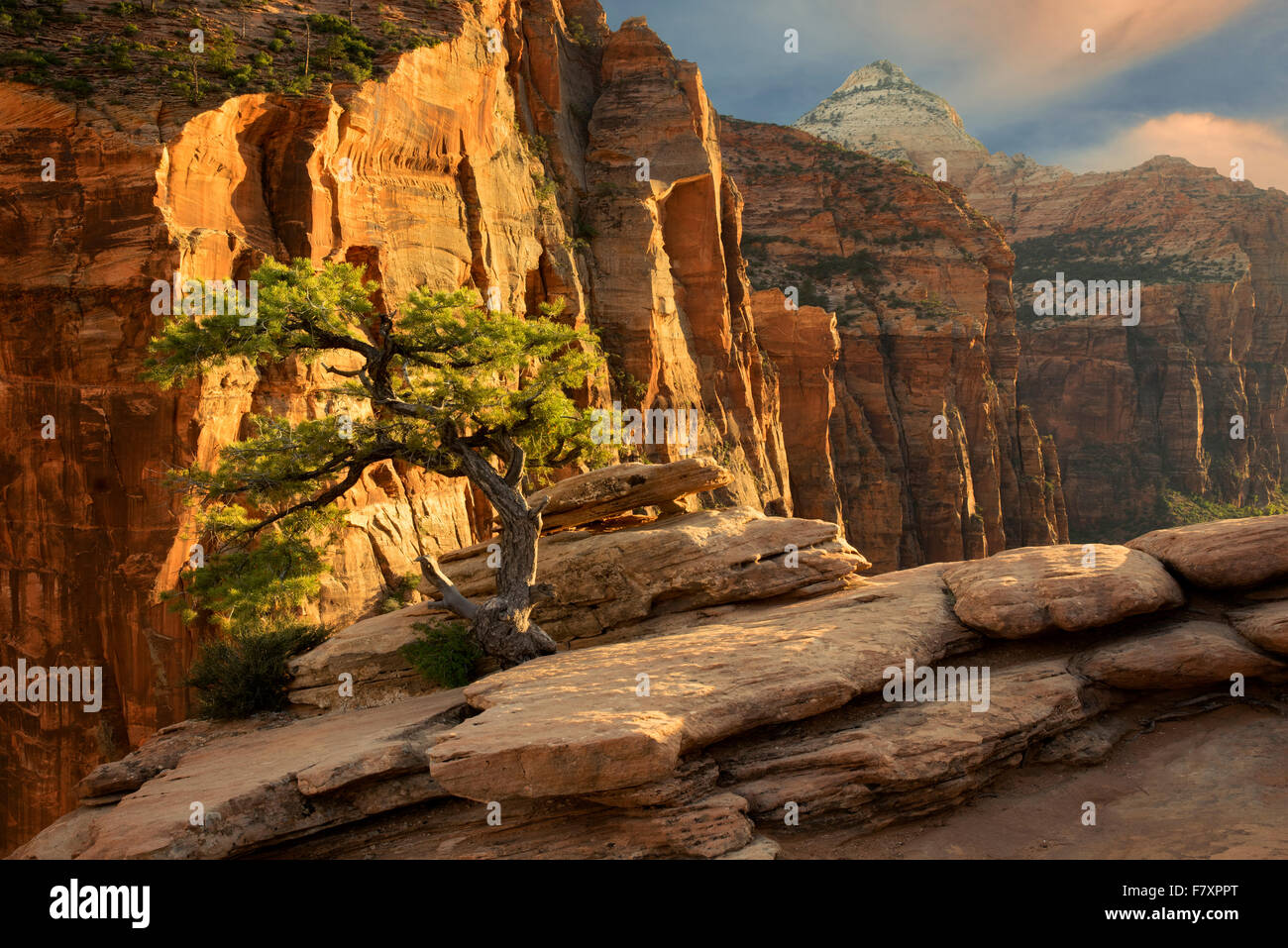 Western red pine hires stock photography and images Alamy