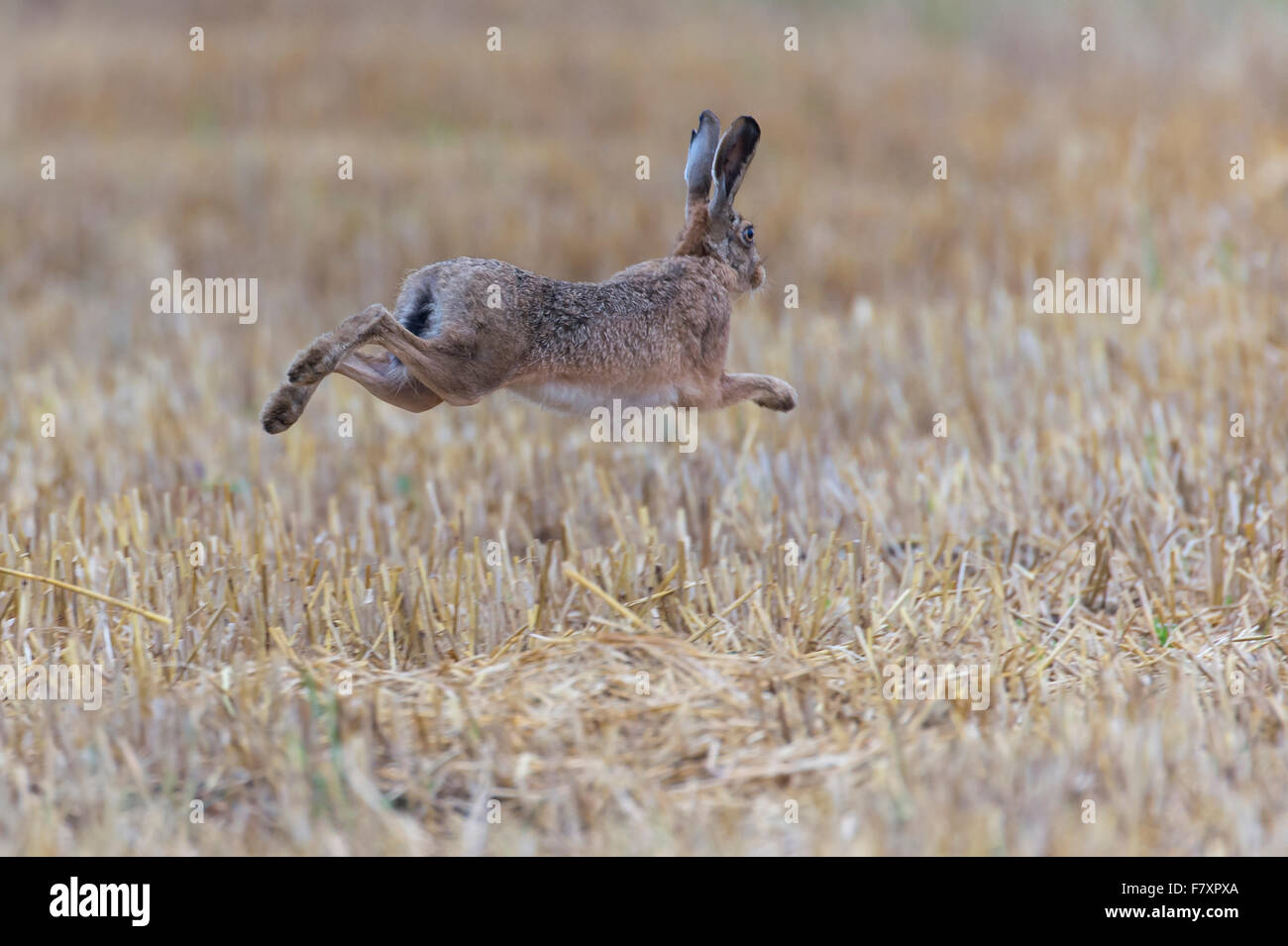 european hare, lepus europaeus Stock Photo