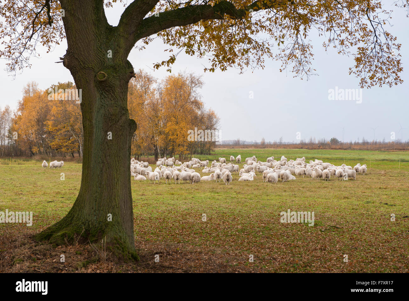 flock of sheep at rehdener geestmoor, oldenburger münsterland, niedersachsen, germany Stock Photo