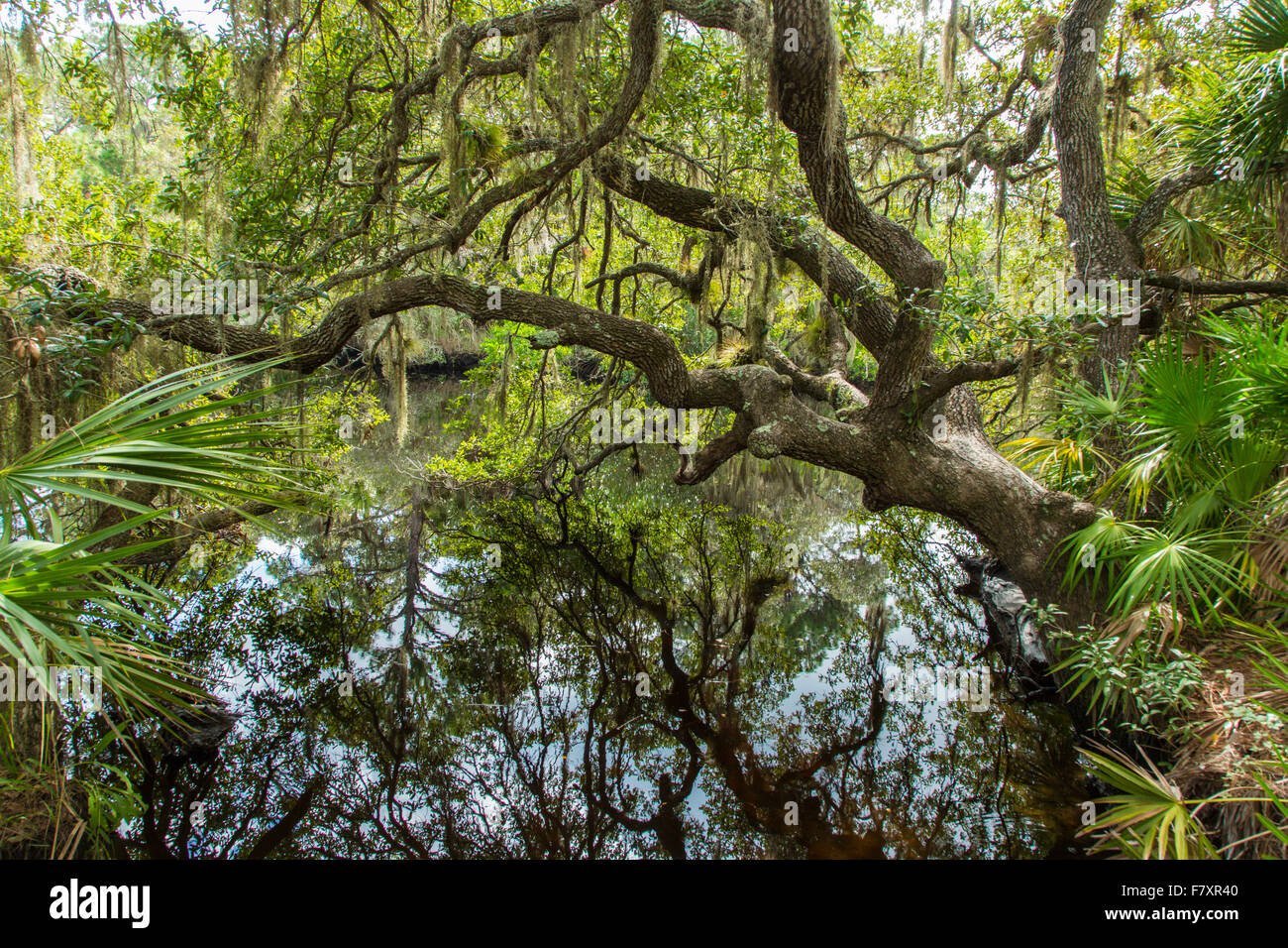 South Creek in Oscar Scherer State Park in Nokomis Florida Stock Photo ...