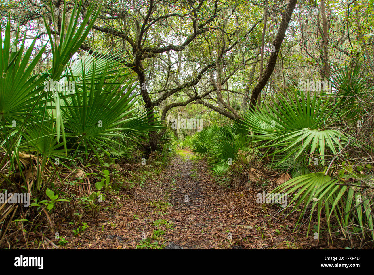 Walking trails though tropical woods in Oscar Scherer State Park in