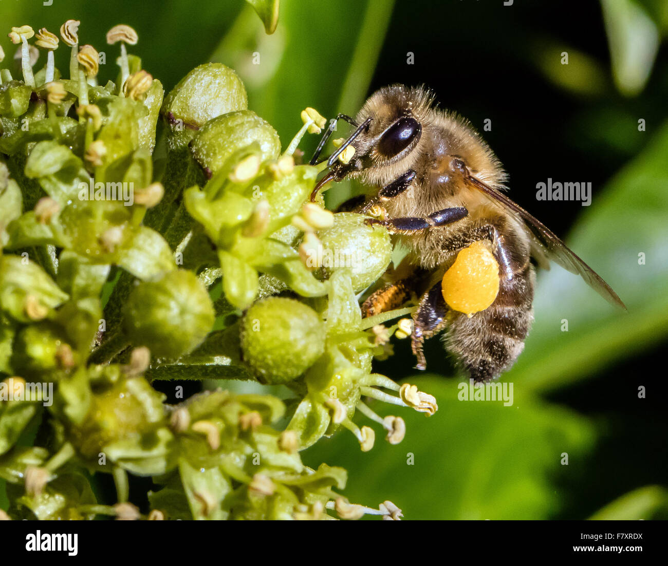 Honeybee Apis mellifera with full pollen sacks feeding on Ivy flowers UK Stock Photo