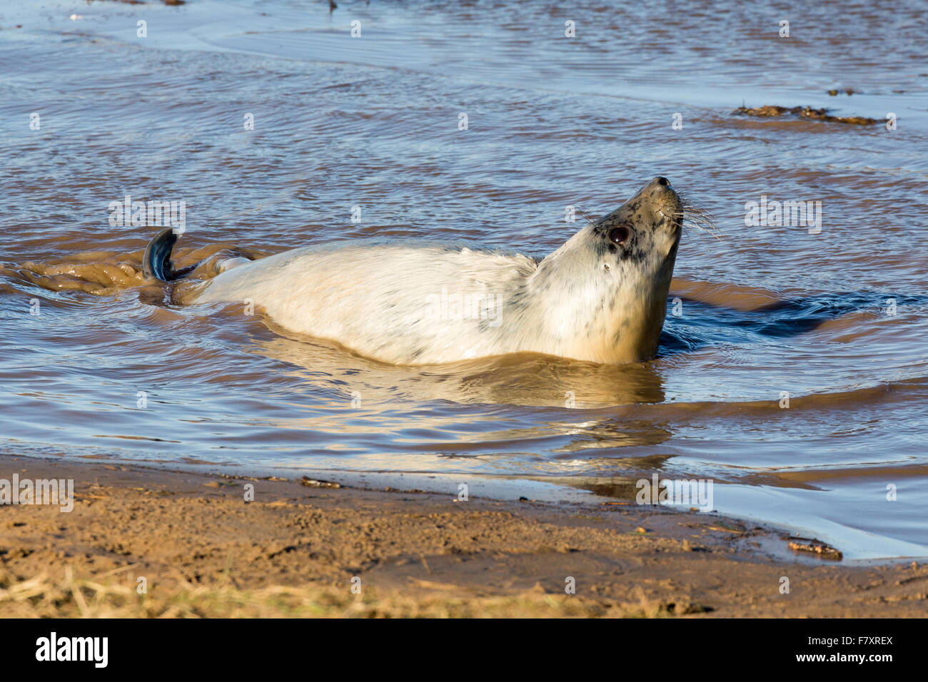 Grey seals at Donna Nook, North Lincolnshire, England in November 2015, during the breeding and mating season Stock Photo