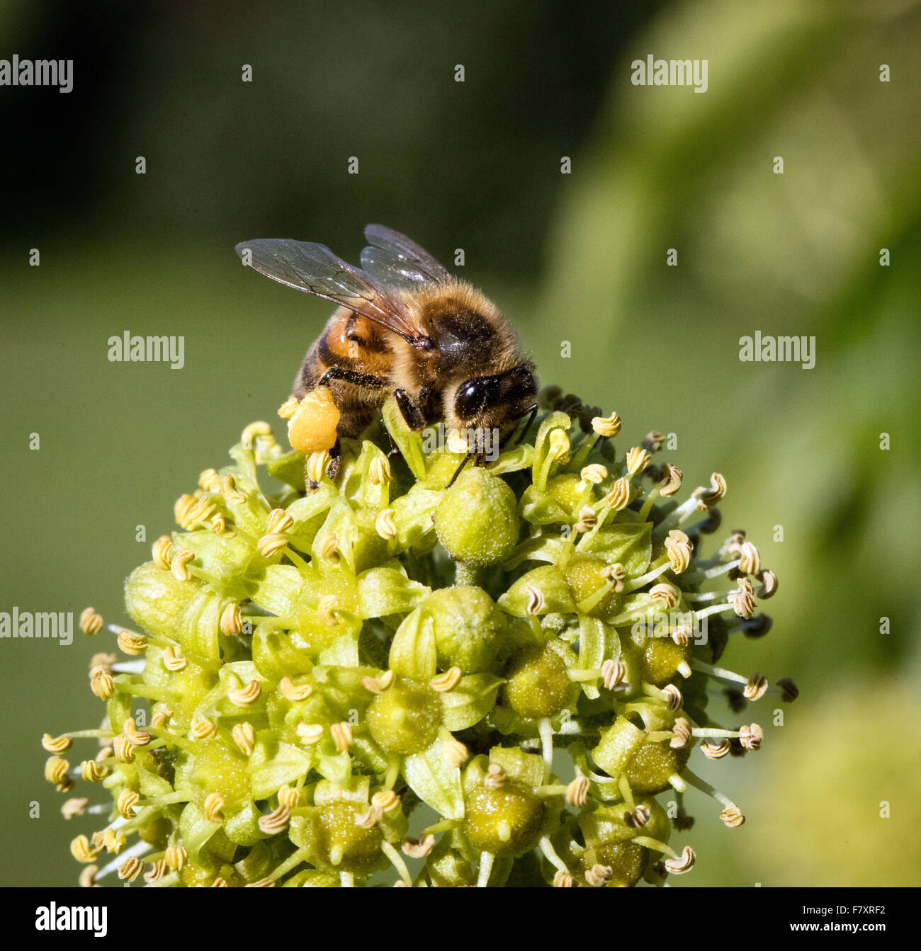 Honeybee Apis mellifera with full pollen sacks feeding on Ivy flowers UK Stock Photo