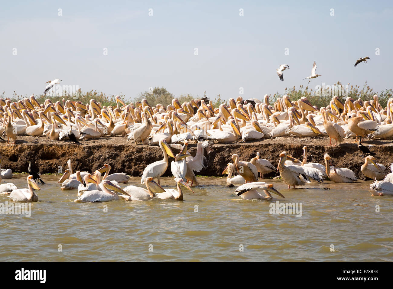 Djoudj National Bird Sanctuary, Saint Louis, in Senegal with 400 Stock Photo: 90943639 - Alamy