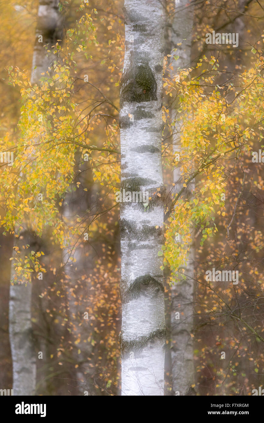 birch trees in autumn, golden october, germany Stock Photo