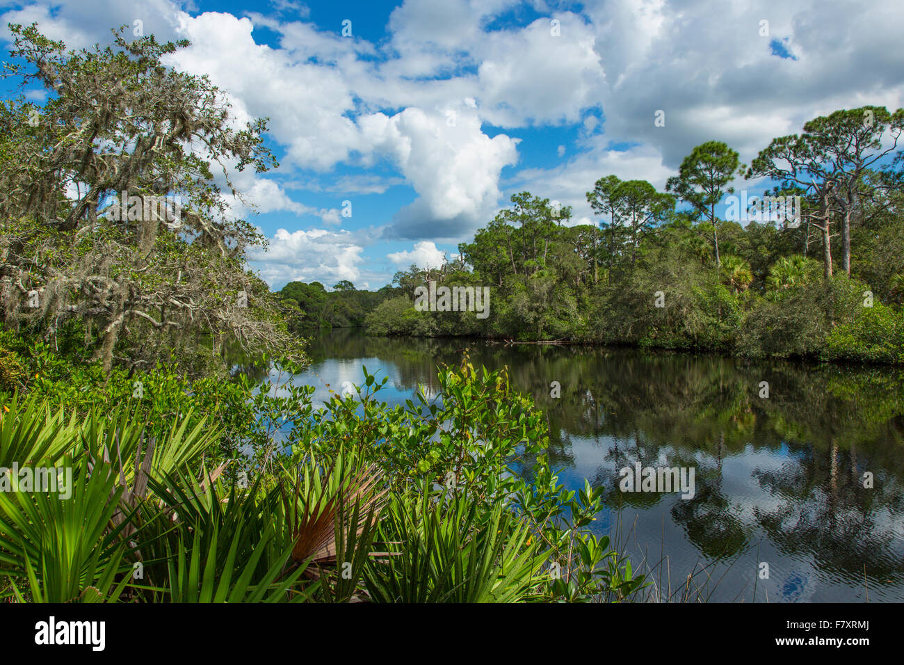 South Creek in Oscar Scherer State Park in Nokomis Florida Stock Photo ...