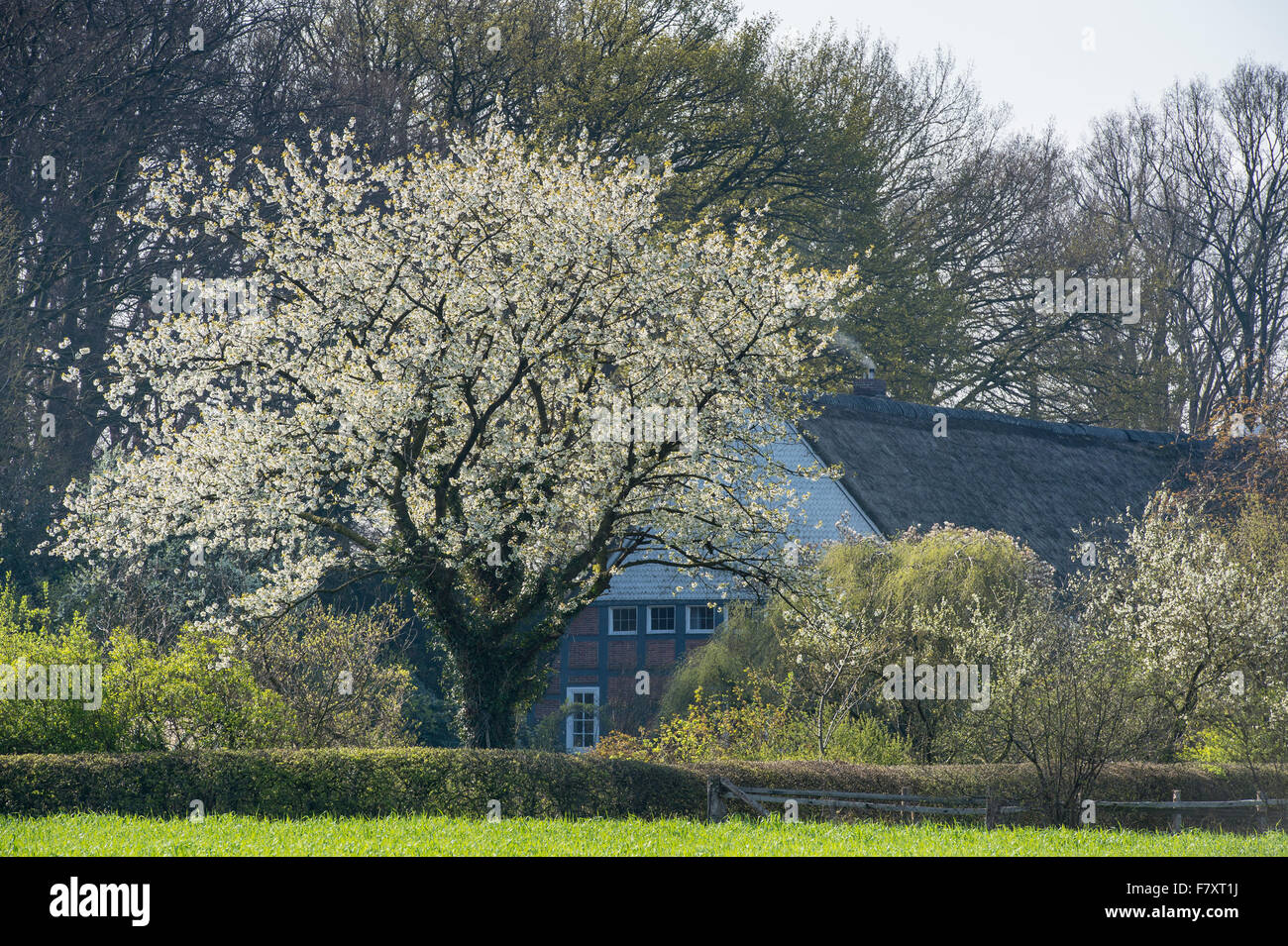 blooming cherry tree at hof averesch farm, visbek, vechta district, oldenburger münsterland, lower saxony, germany Stock Photo