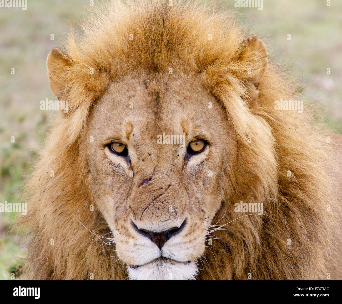 Scarred Lion