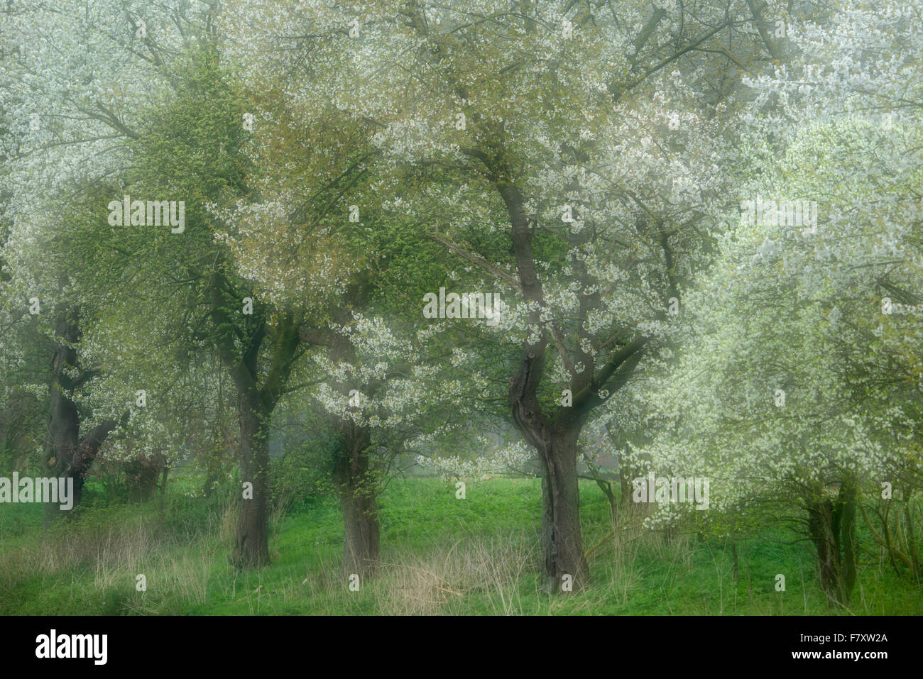 blooming cherry trees in bakum, vechta district, niedersachsen, germany Stock Photo
