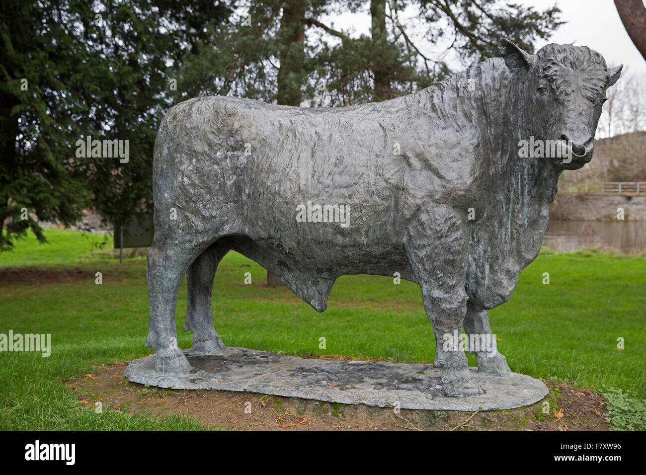 Life size bronze statue of a bull in Builth Wells,Wales, created by