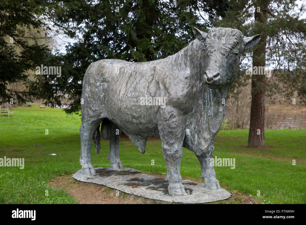 Life size bronze statue of a bull in Builth Wells,Wales, created by