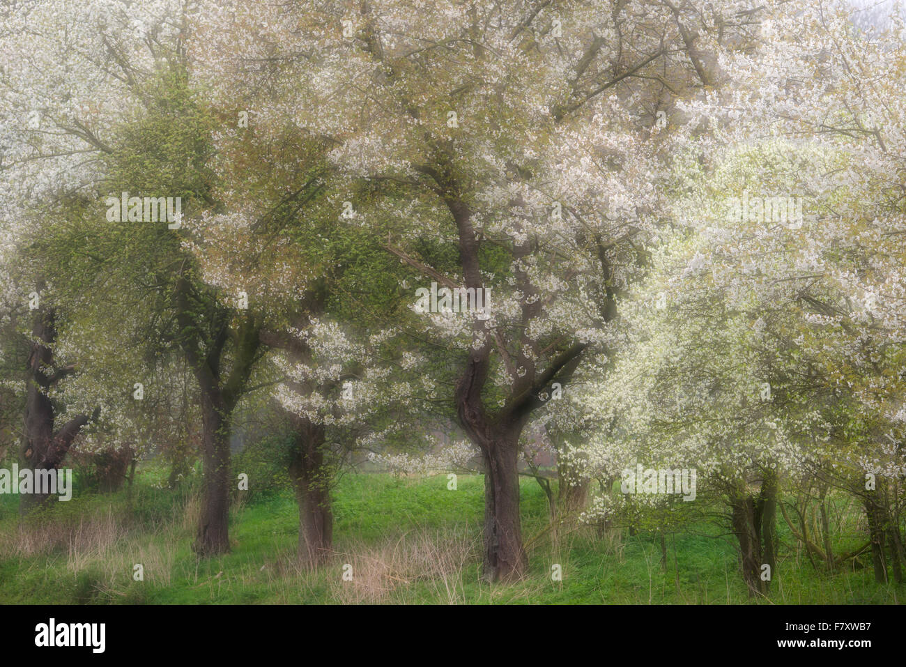 blooming cherry trees in bakum, vechta district, niedersachsen, germany Stock Photo