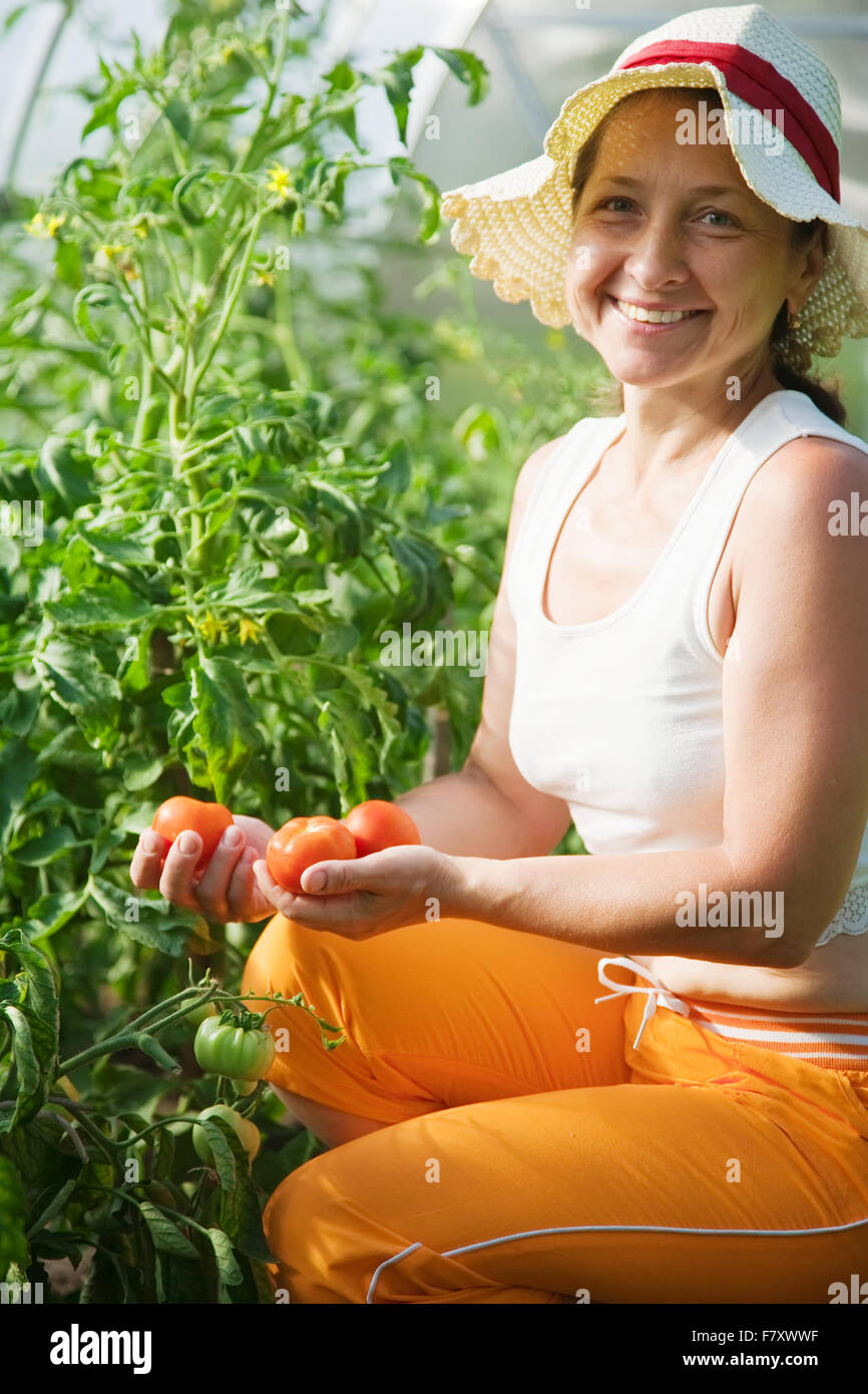 Senior woman is picking tomato in the hothouse Stock Photo - Alamy