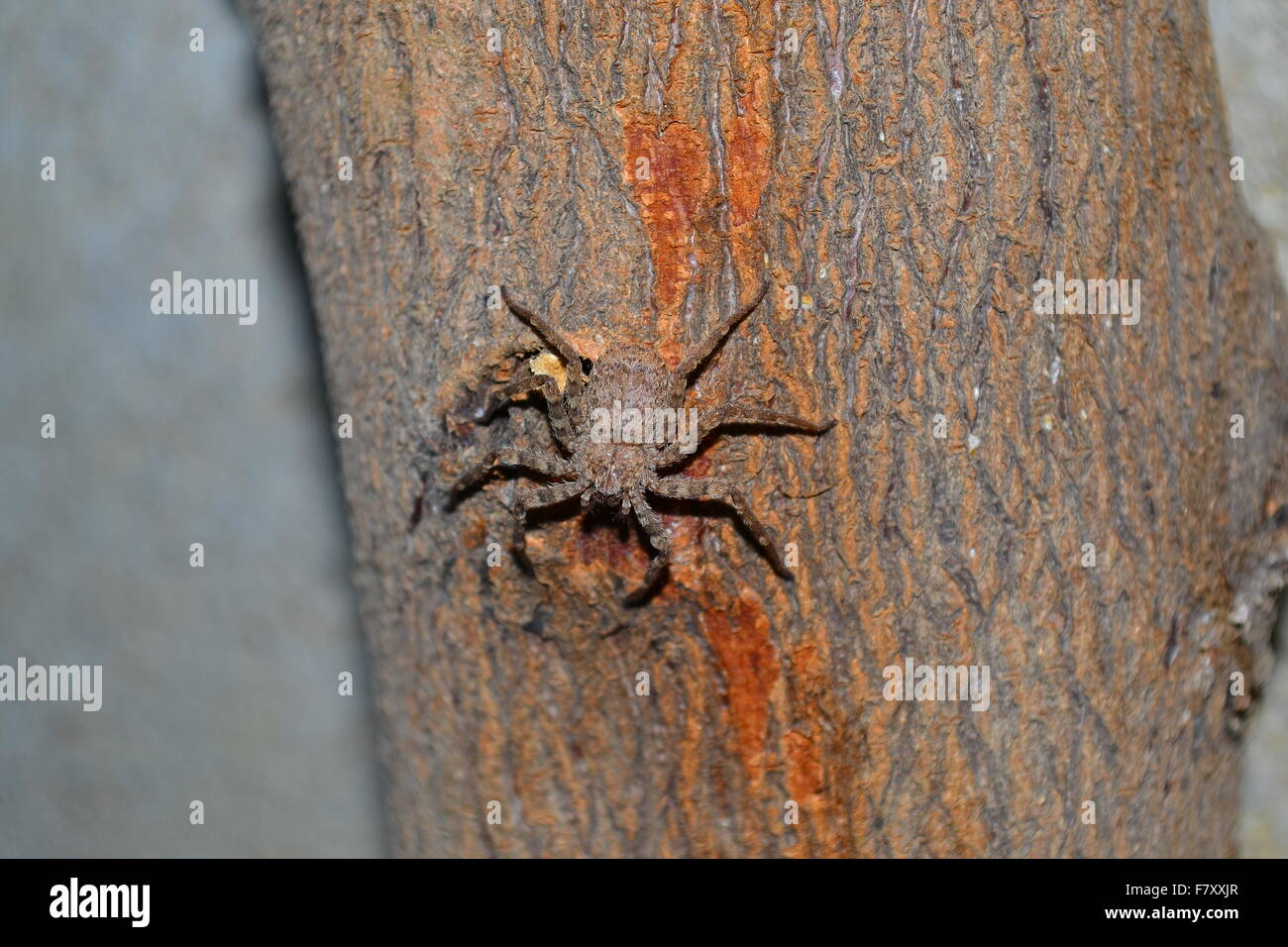 Spider on  a log of wood Stock Photo