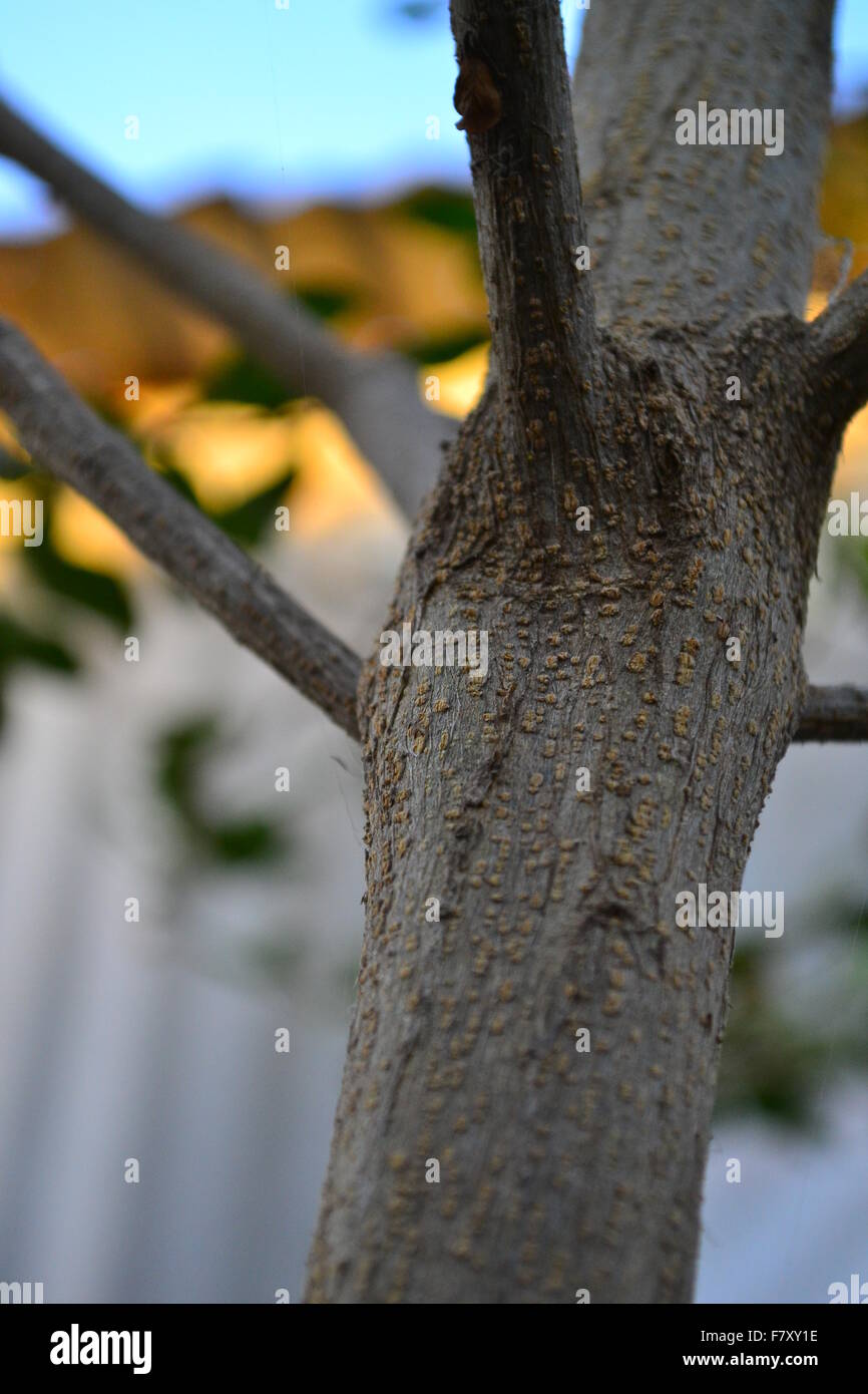 Closeup Stem of a young tree Stock Photo - Alamy