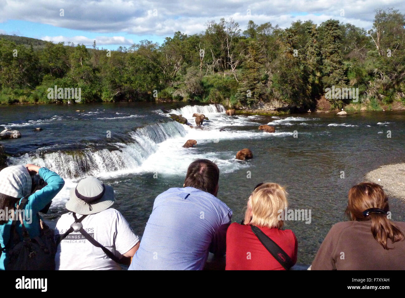 Tourists gather in the safe viewing overlook to watch Alaskan Brown Bears fishing on the Brooks Falls for migrating sockeye salmon July 21, 2013 in Katmai National Park, Alaska. Stock Photo