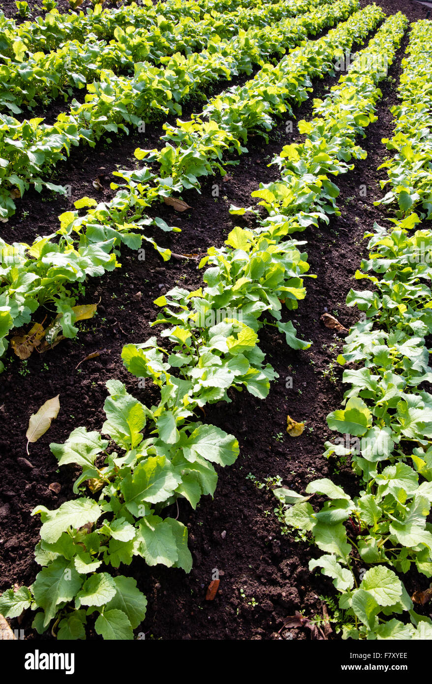 Rows of healthy organic young plants in an English vegetable garden Stock Photo