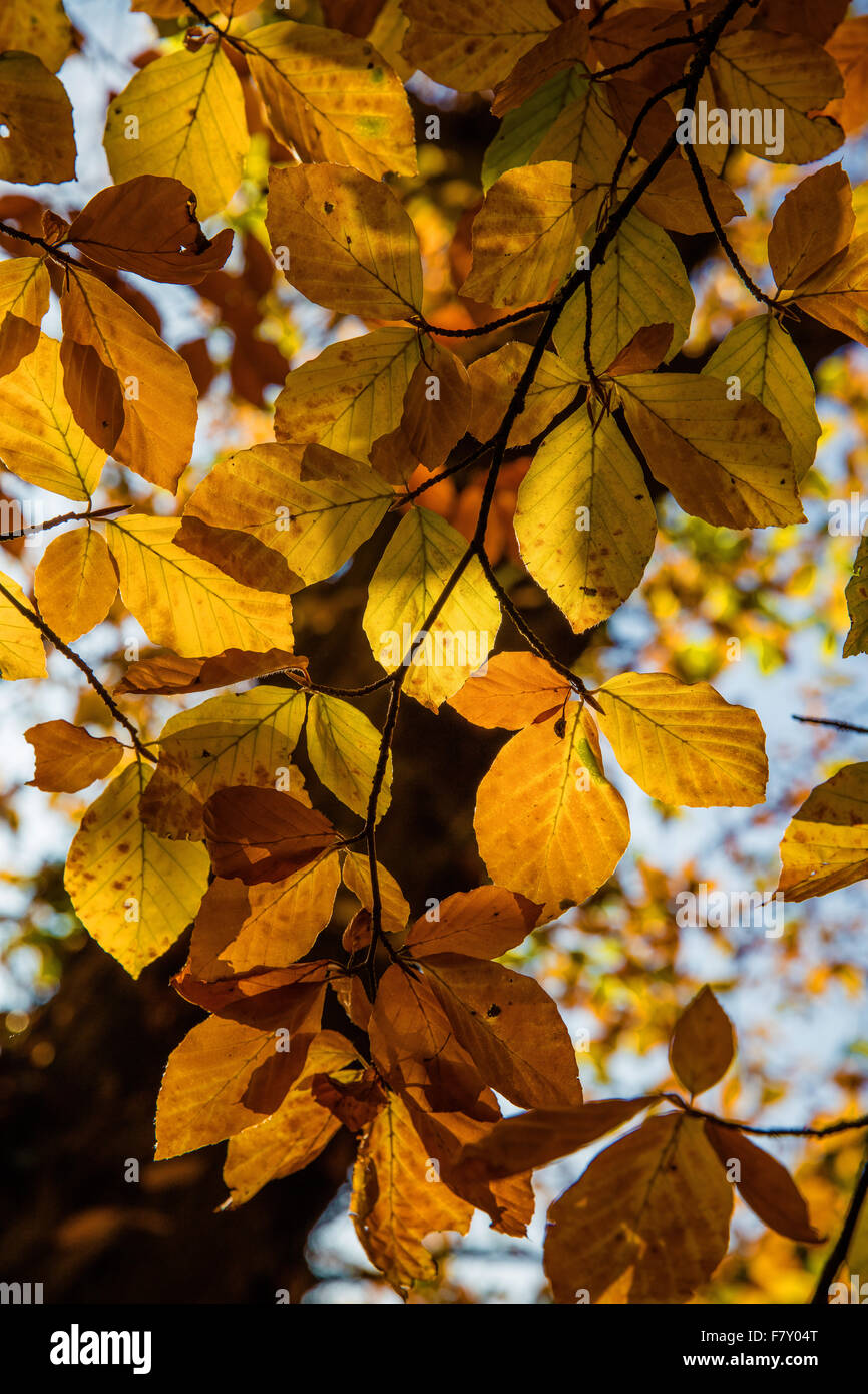 Light shining through autumn beech leaves of yellow and orange Stock Photo
