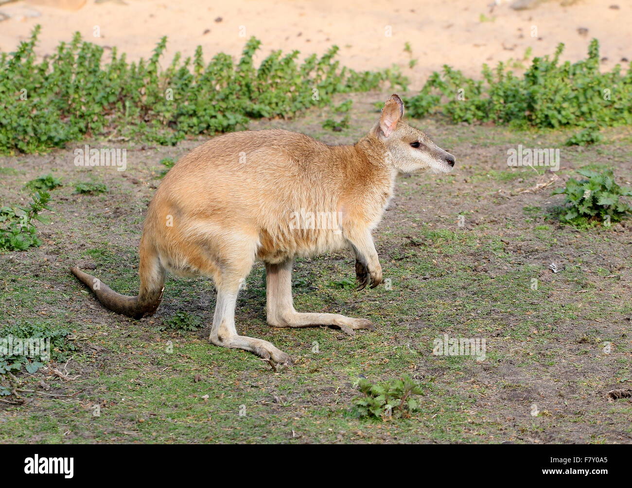 North Australian Agile or Sandy wallaby (Macropus agilis), seen in profile Stock Photo