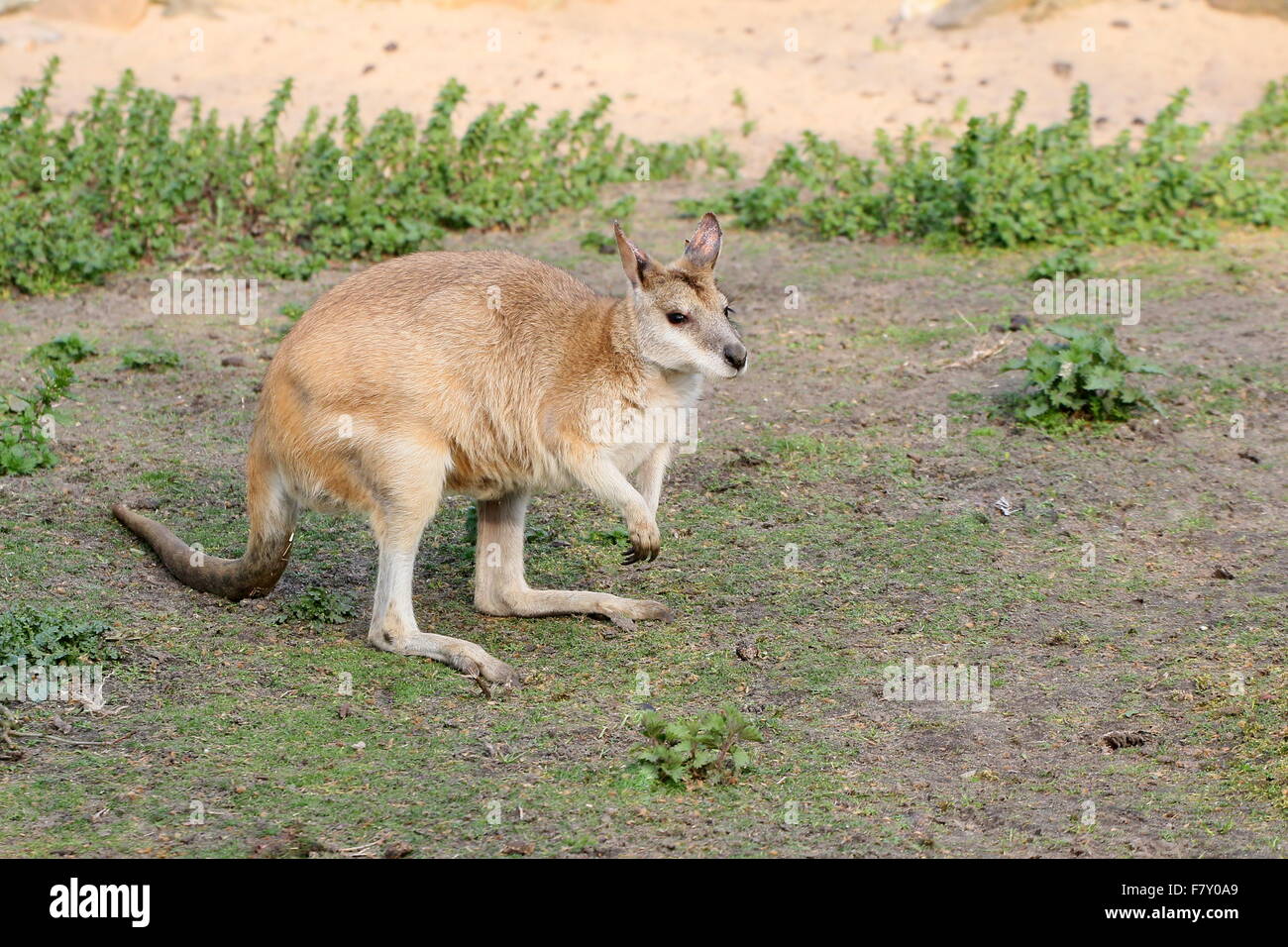North Australian Agile or Sandy wallaby (Macropus agilis) Stock Photo