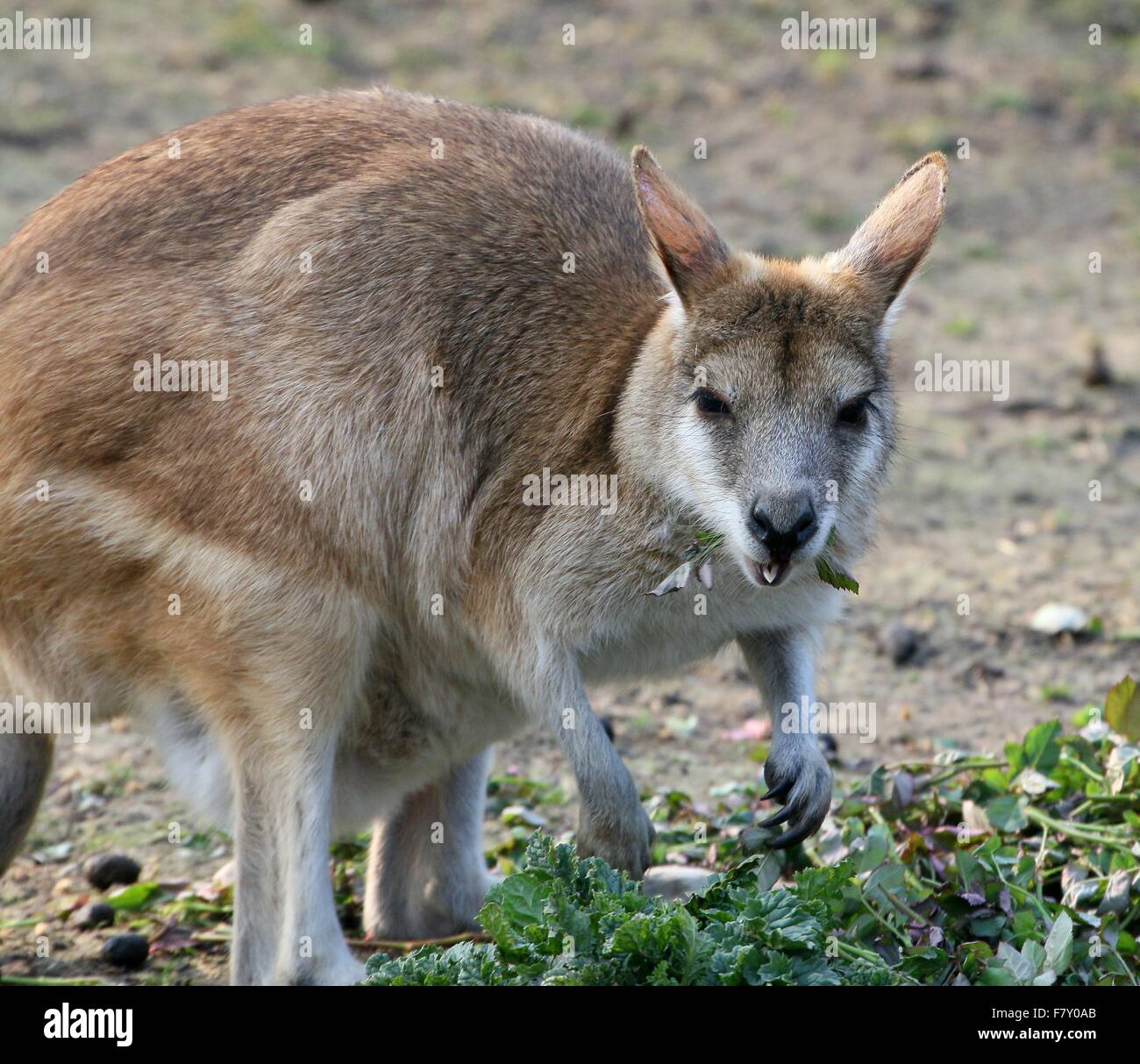 North Australian Agile or Sandy wallaby (Macropus agilis), feeding on leaves Stock Photo