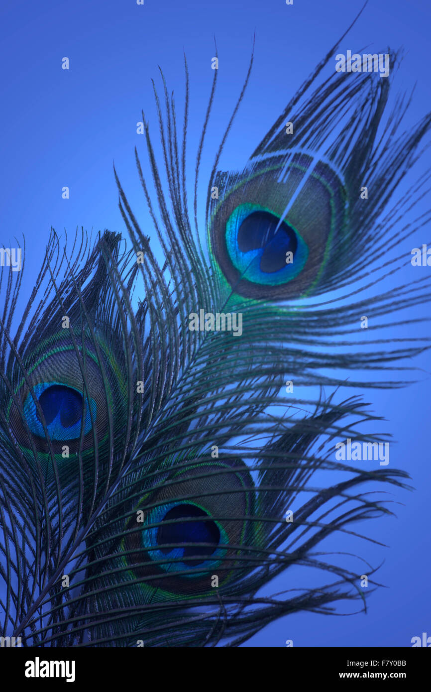 Peacock feathers on blue background Stock Photo - Alamy