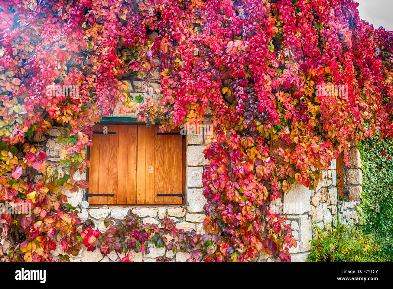 Virginia creeper on stone walls, red and orange leaves around window in