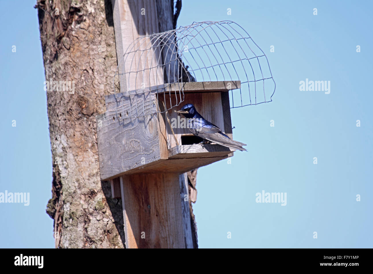 Purple martin carrying nest building material into a specially built nestbox on post in BC Canada Stock Photo