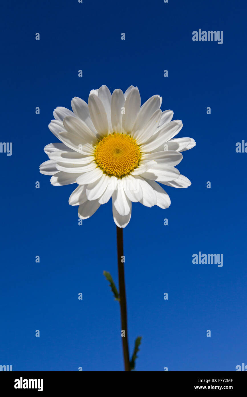 Ox-eye daisy / oxeye daisy (Leucanthemum vulgare / Chrysanthemum leucanthemum) in flower against blue sky in summer Stock Photo