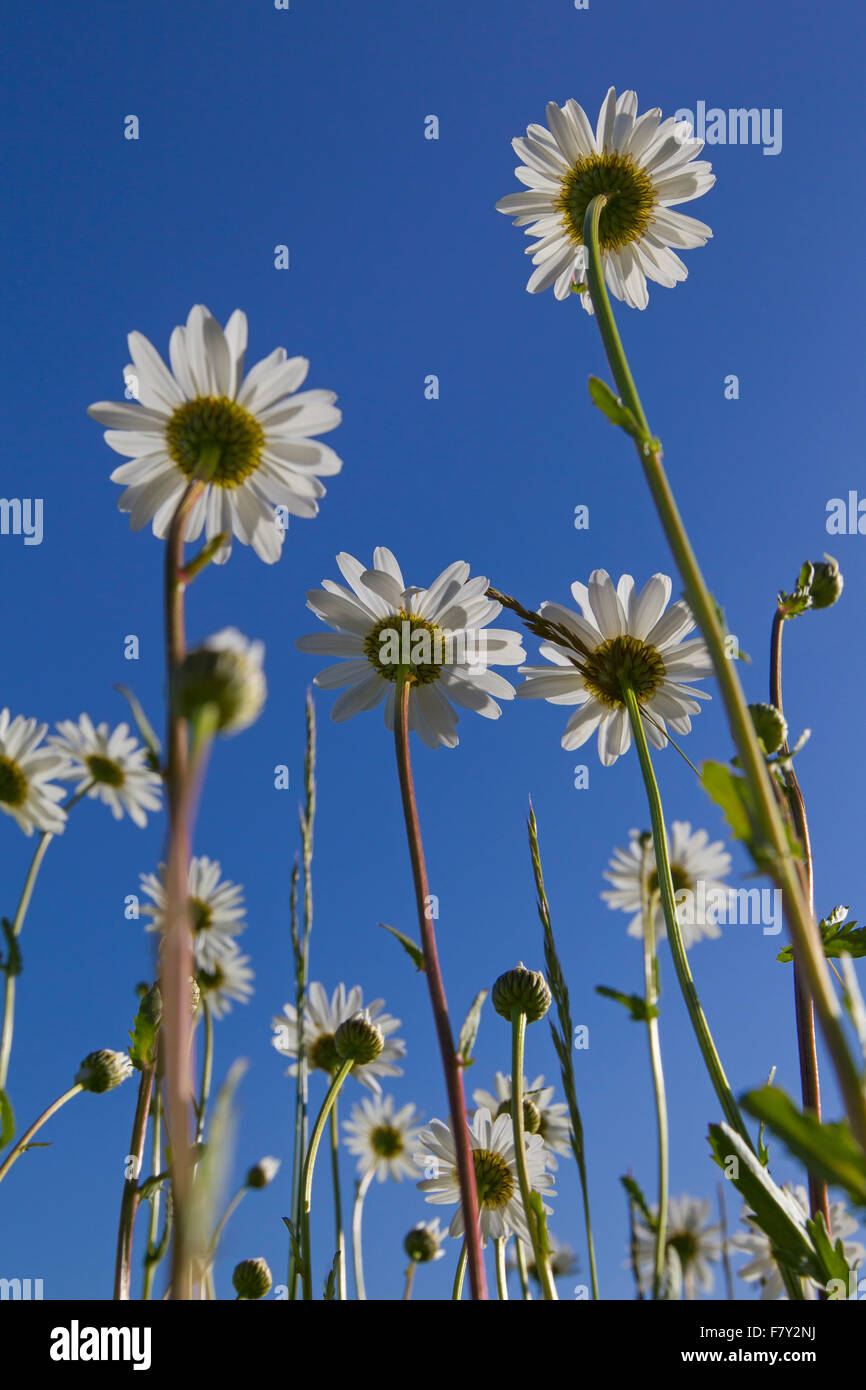 Ox-eye daisies / oxeye daisy (Leucanthemum vulgare / Chrysanthemum leucanthemum) in flower against blue sky in summer Stock Photo