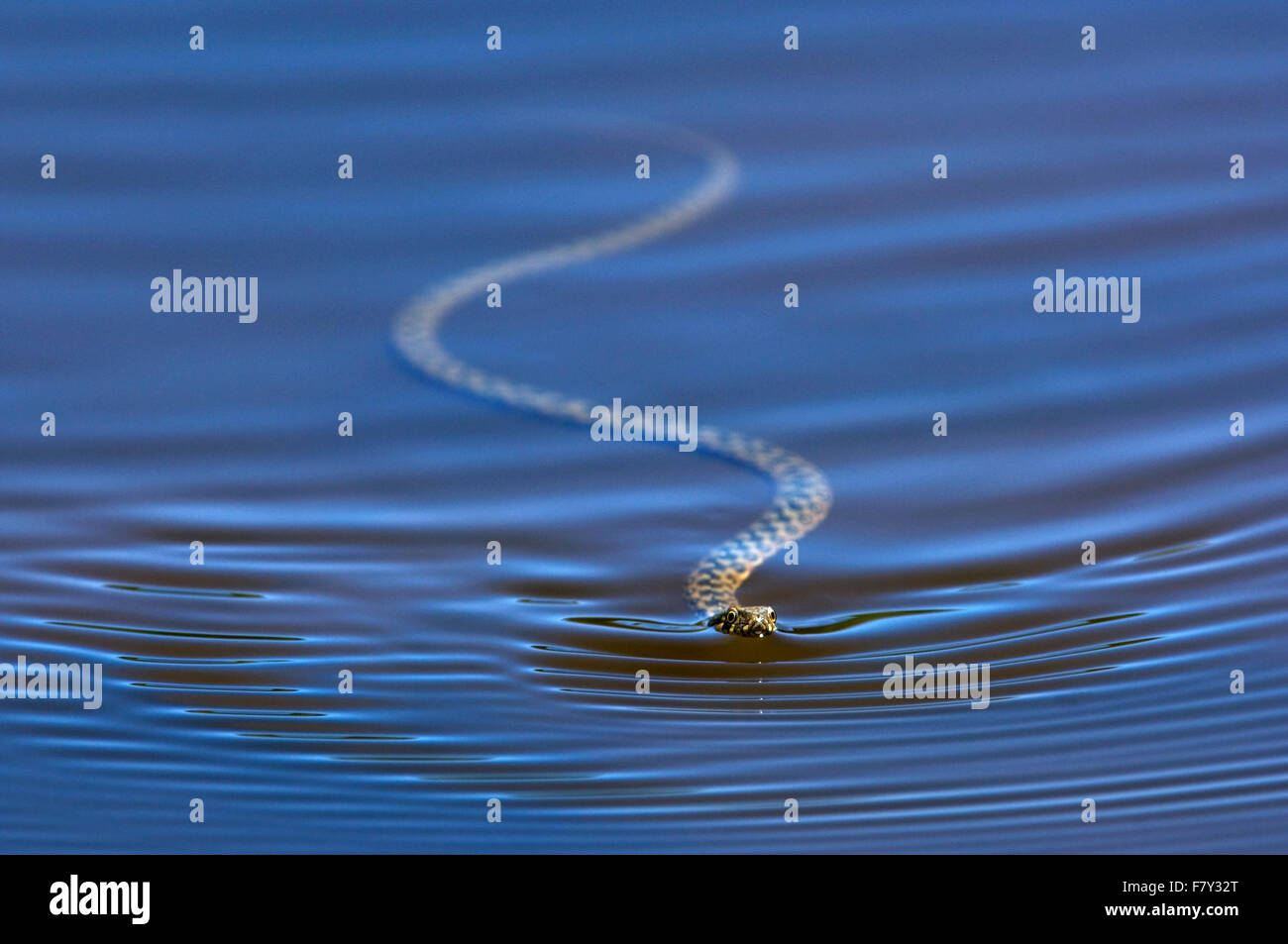 Viperine water snake (Natrix maura) swimming in pond Stock Photo Alamy