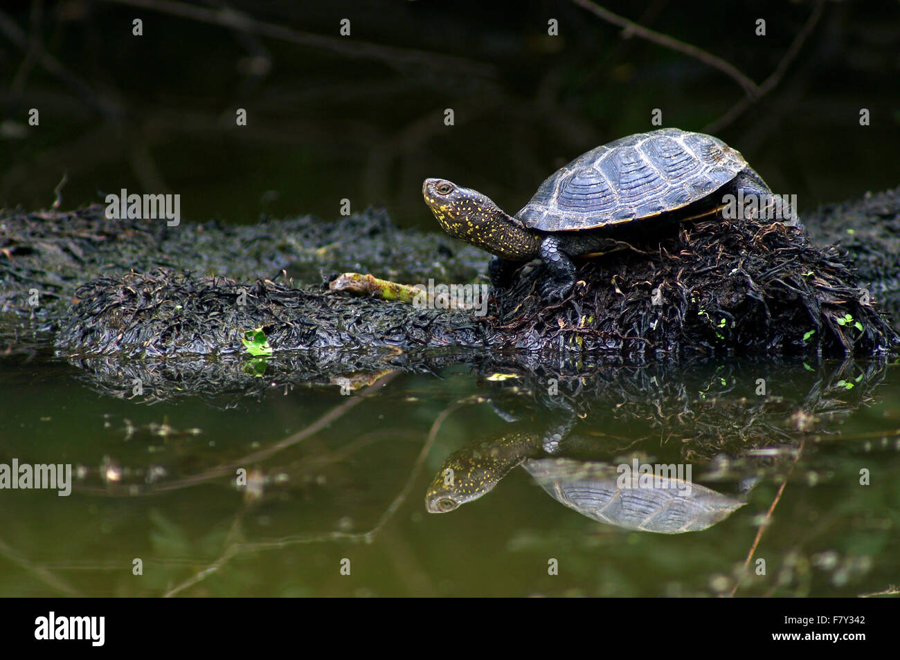 European pond turtle / European pond terrapin (Emys orbicularis ...